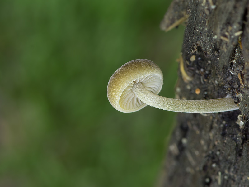 Simocybe suptuosa